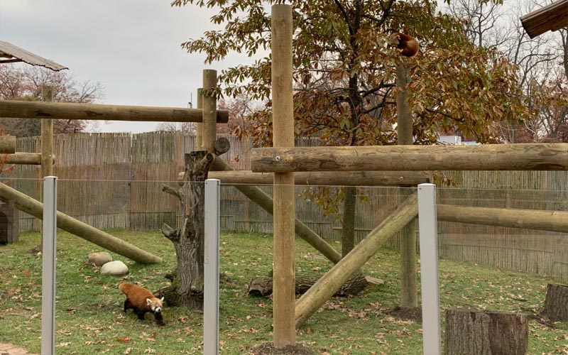 Potawatomi Zoo Red Panda Exhibit